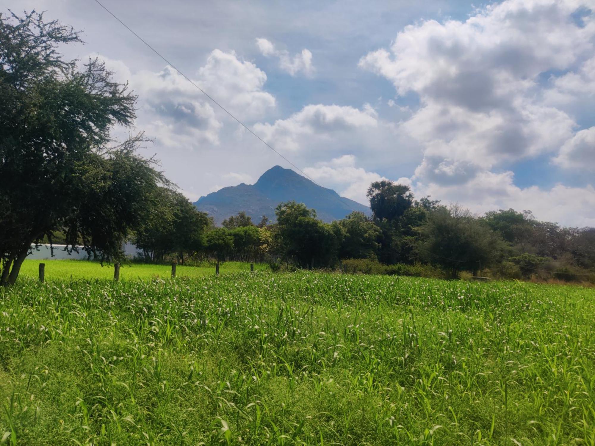 Tiruvannāmalai Arunachala Houses מראה חיצוני תמונה